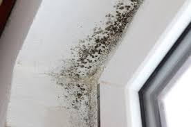 Understanding and Addressing Mould in Rental Properties: Key Takeaways from Our Expert Webinar